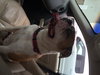 Lucy