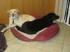 Max and Molly