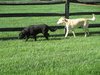 Max and Molly