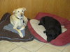 Max and Molly