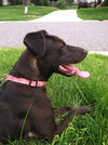 Holly