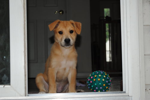 Lucy Lab