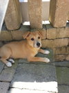 Lucy Lab