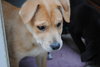 Lucy Lab