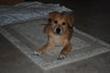Lucy Lab