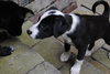 Dottie