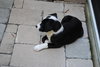 Dottie