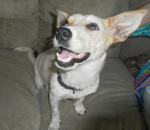 Speckles  Adoption Pending