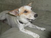 Speckles  Adoption Pending