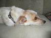 Speckles  Adoption Pending