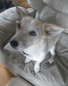 Speckles  Adoption Pending