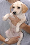 Scout