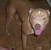 Lola