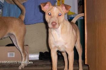 Toby  (aka Piglet) (dh)