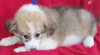 Bitsy