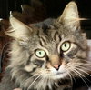 Graham
