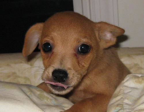 Chessie - Adoption Pending
