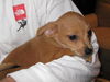 Chessie - Adoption Pending
