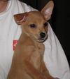 Chessie - Adoption Pending