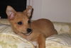 Cinnamon