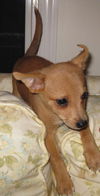 Cinnamon