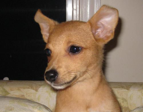 Cinnamon