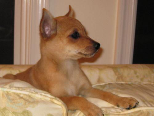 Chuck - Adoption Pending