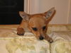 Chuck - Adoption Pending