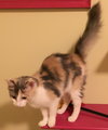 Kitty