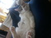Kitty