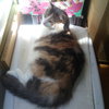 Kitty