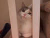 Kitty