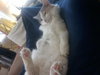 Kitty