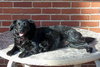 Maxi & Murphy