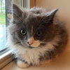 Biscuit