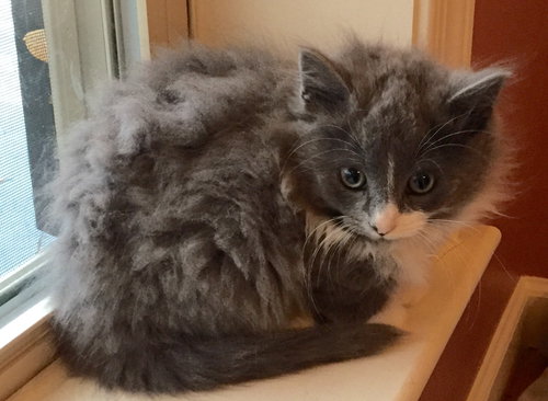 Biscuit