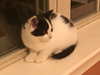 Dumpling