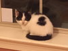 Dumpling