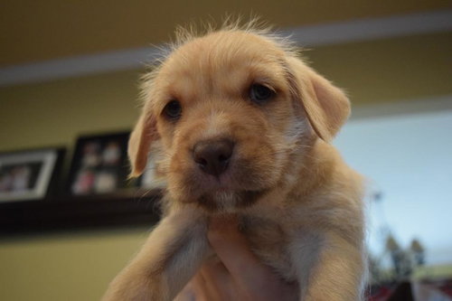 Cooper