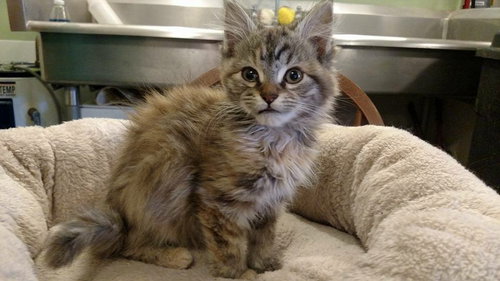 Meredith