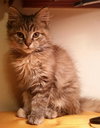 Meredith