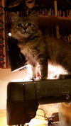 Meredith