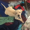 Benji