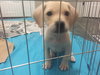 Benji
