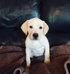 Benji