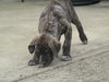 Tigg