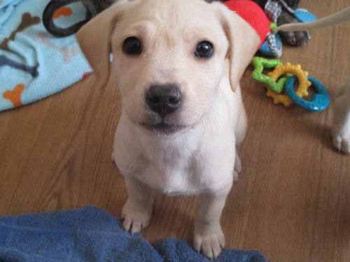 Buttercup