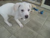 Bluebelle