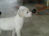 Bluebelle