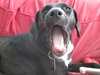 Molly